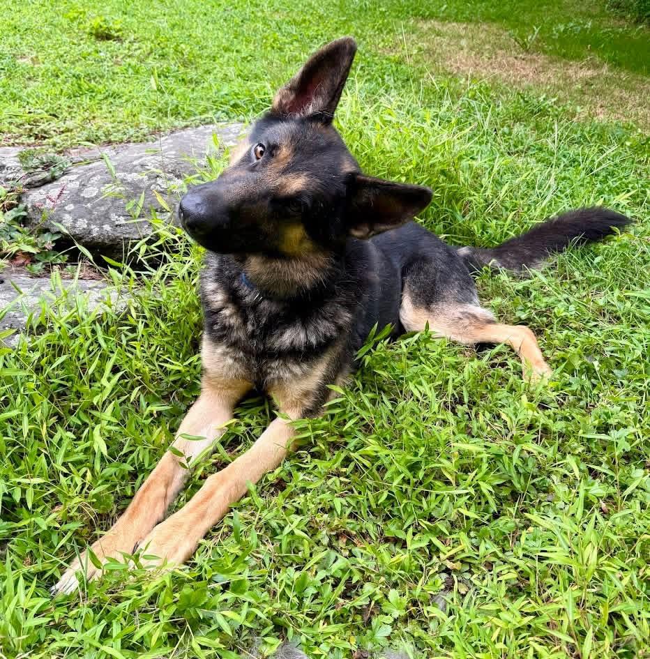 Enlarge Roscoe, an adopted German Shepherd Dog in Cranford, NJ image 6/6