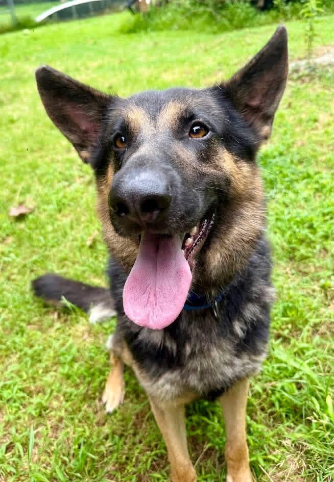 Enlarge Roscoe, an adopted German Shepherd Dog in Cranford, NJ image 3/6