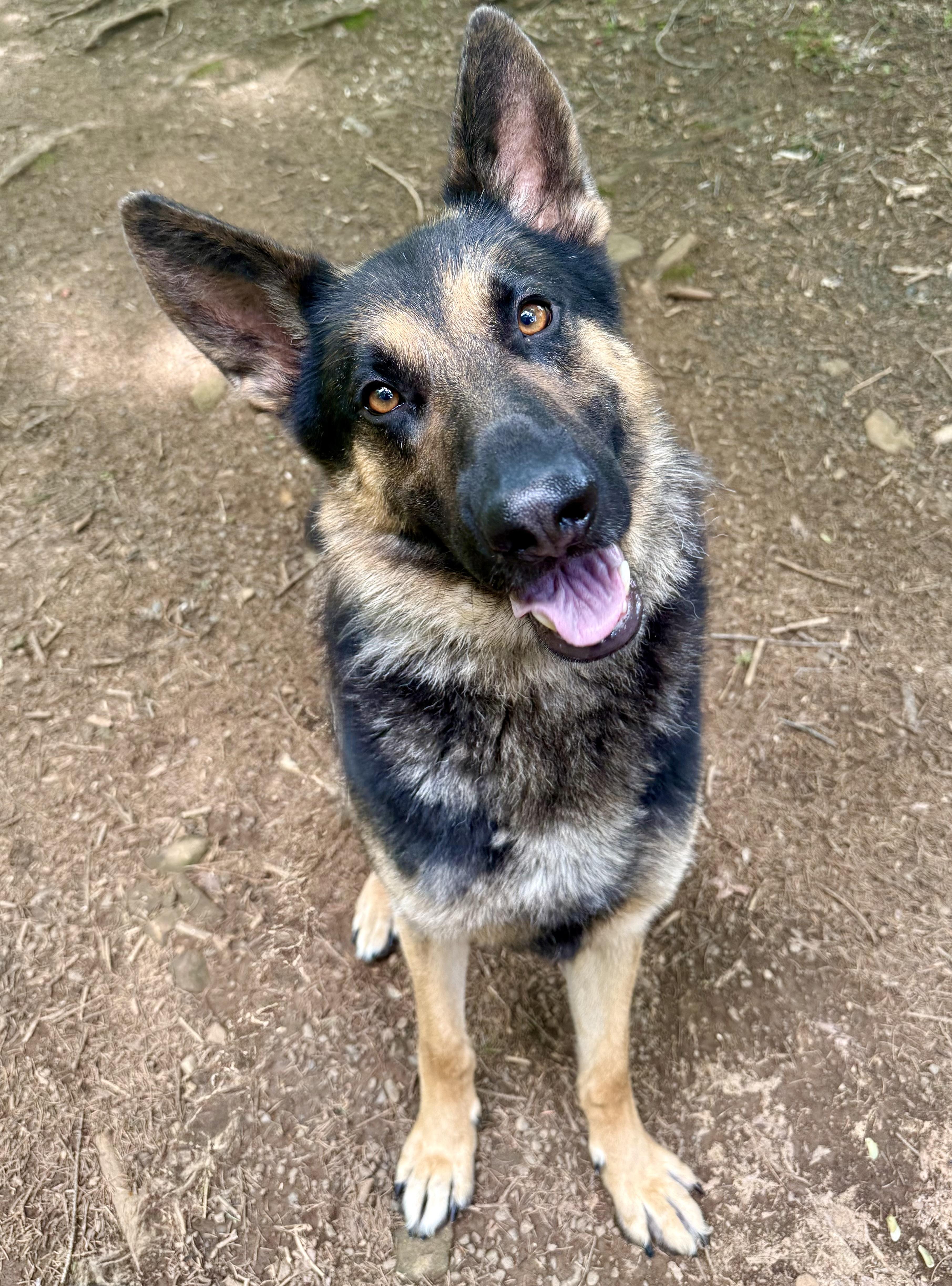 Enlarge Roscoe, an adopted German Shepherd Dog in Cranford, NJ image 2/6