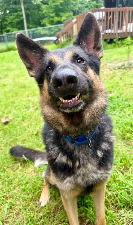 Roscoe, adopted, Adult Male German Shepherd Dog.
