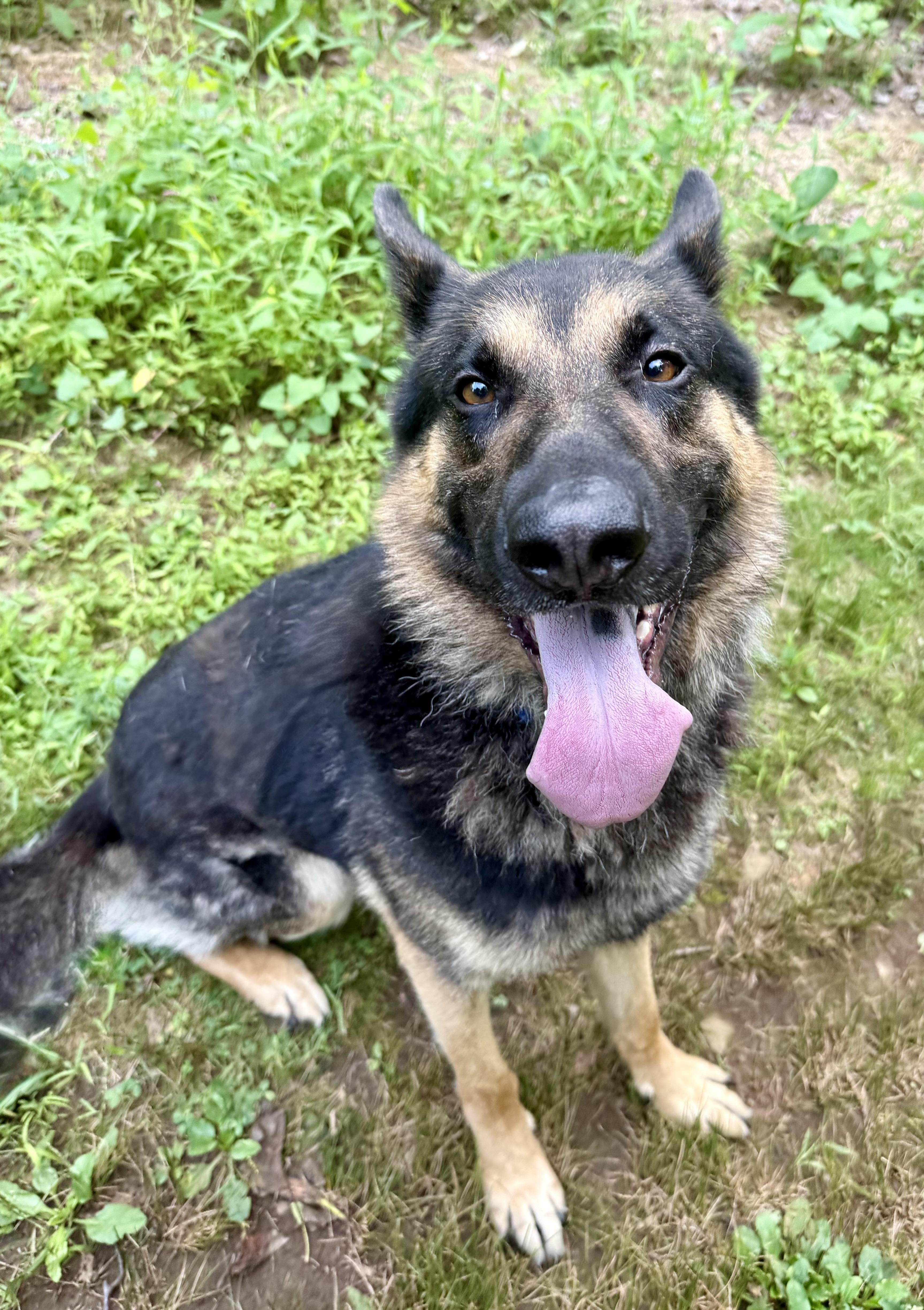 Enlarge Roscoe, an adopted German Shepherd Dog in Cranford, NJ image 4/6