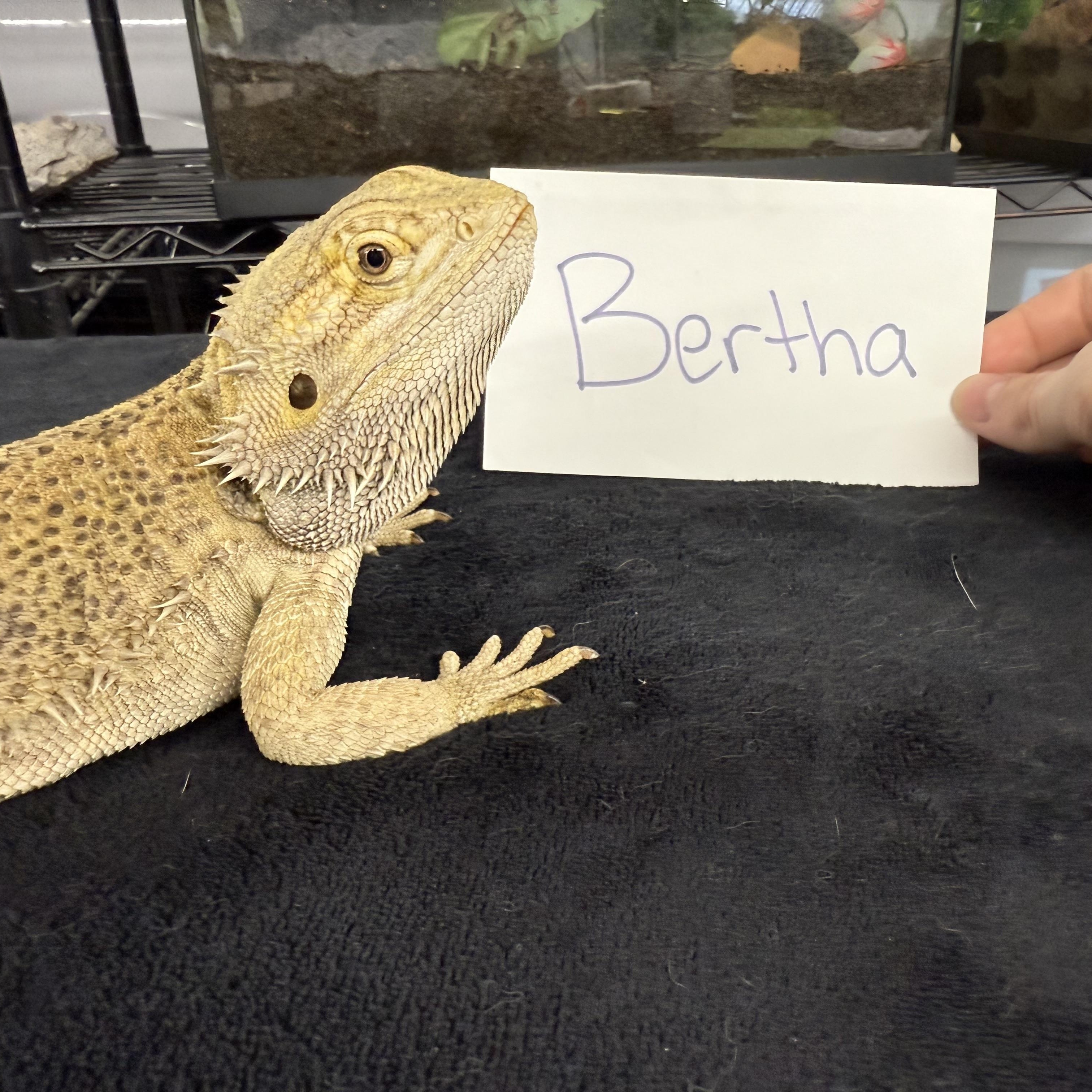 Bertha photo 2