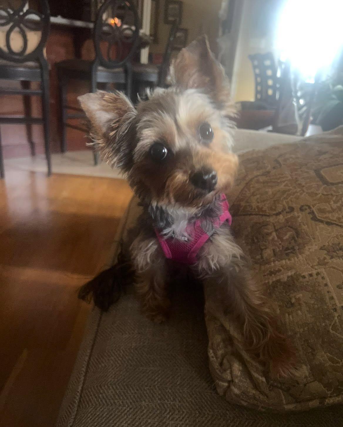 Lucy, an adopted Yorkshire Terrier in Antioch, TN image 2/2