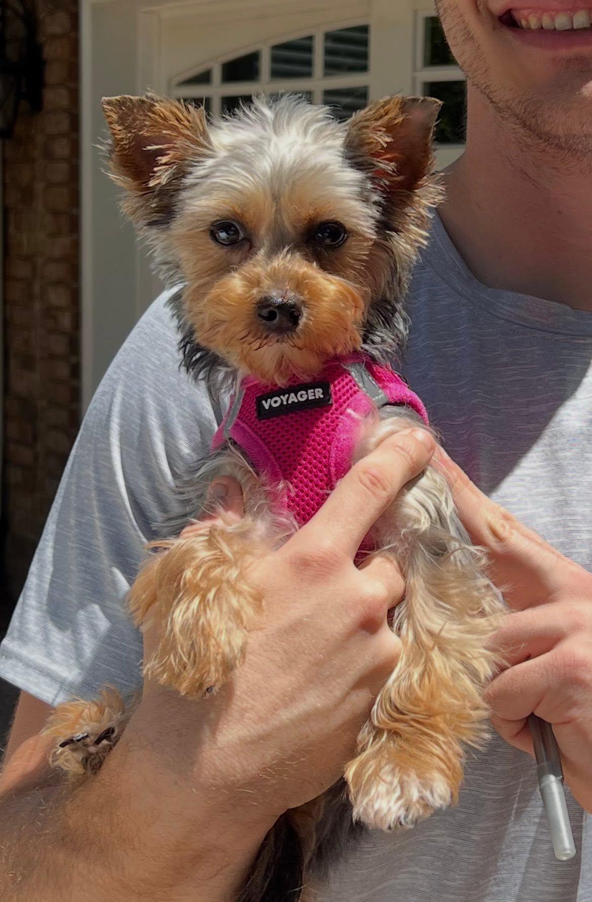 Lucy, an adopted Yorkshire Terrier in Antioch, TN image 1/2