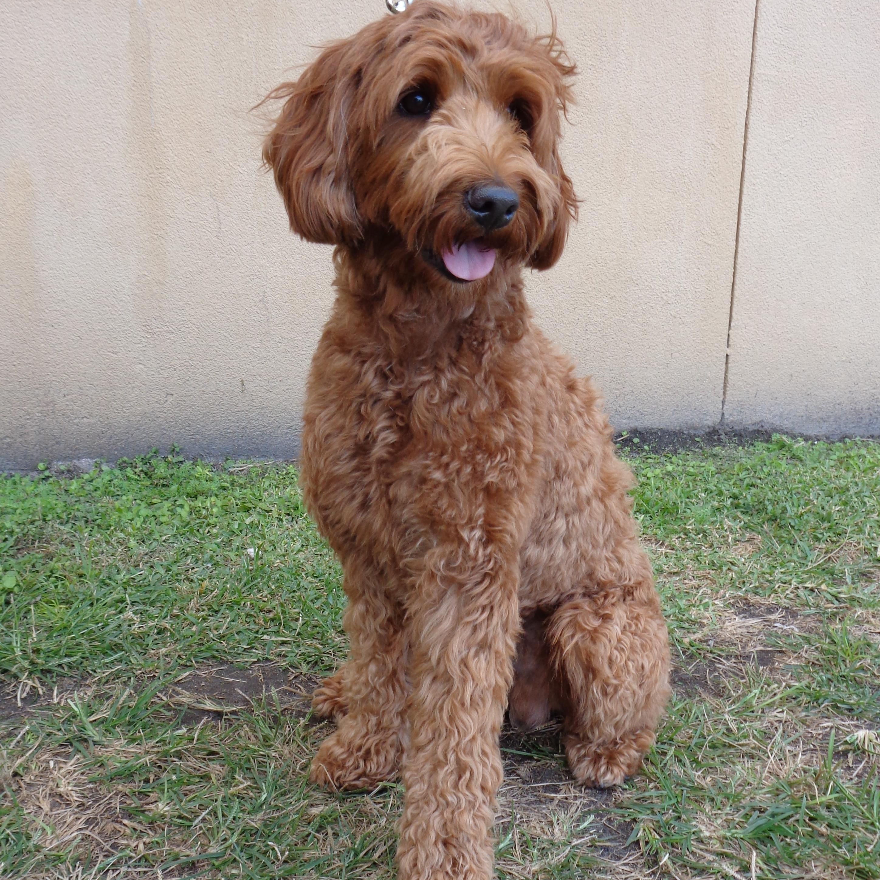 CASH-TRAINED DOG, ADOPTABLE, Young Male Goldendoodle.