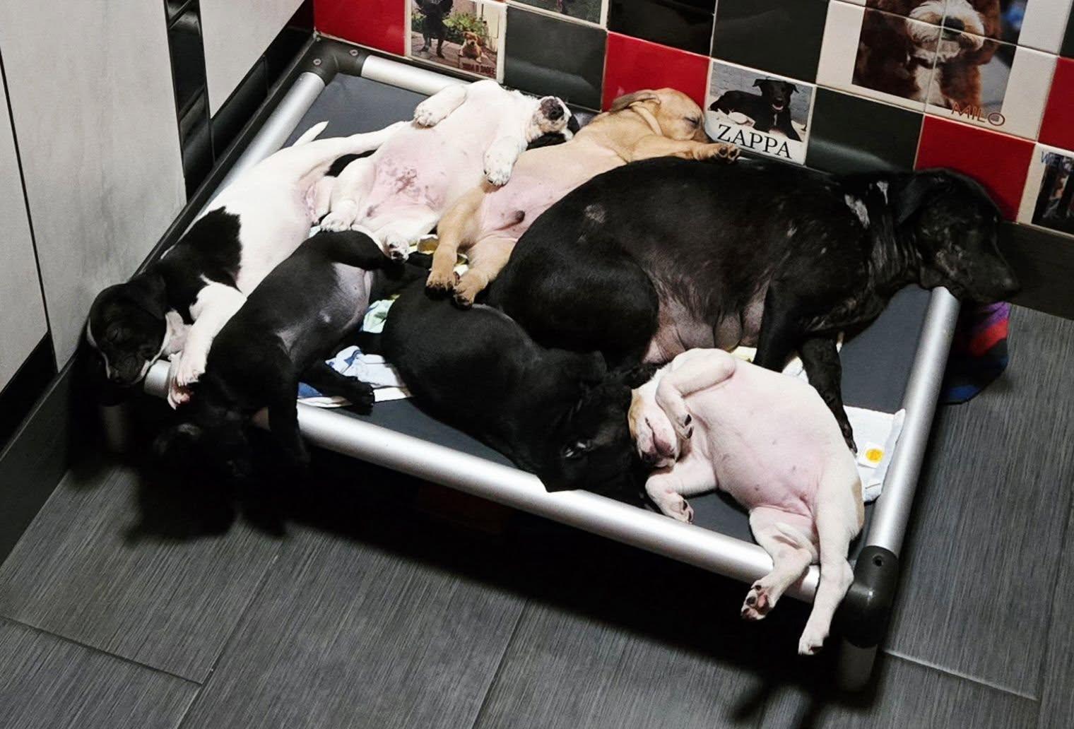 Enlarge Gloria, a ADOPTABLE mixed breed in Phoenix, AZ image 3/3