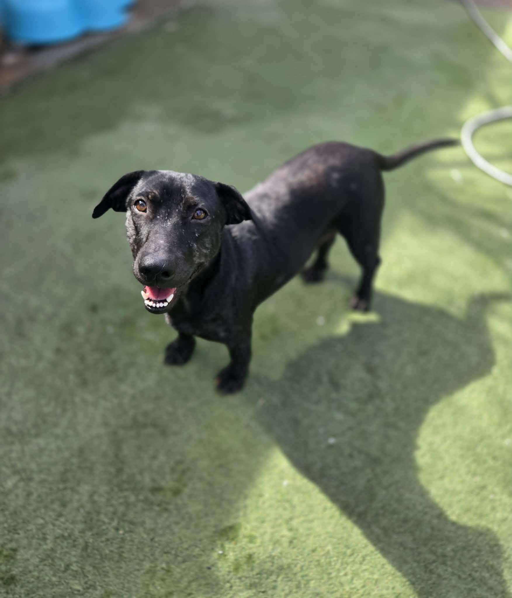 Enlarge Gloria, a ADOPTABLE mixed breed in Phoenix, AZ image 1/3