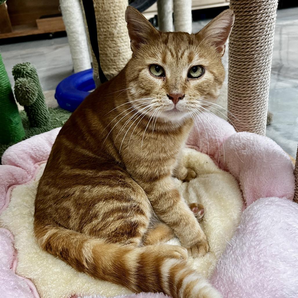 Leo, Adoptable, Senior Male Domestic Short Hair.