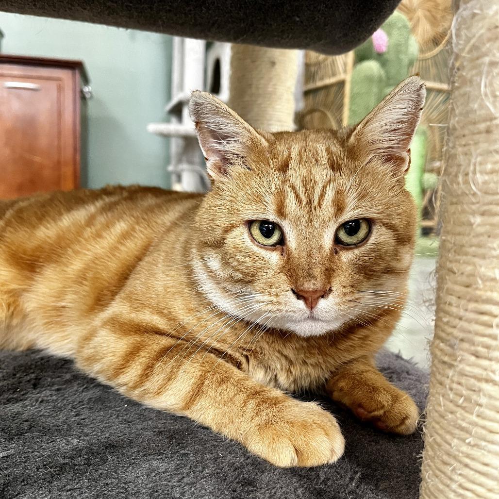 Enlarge Leo, a Adoptable Domestic Short Hair in Kennett Square, PA image 2/4