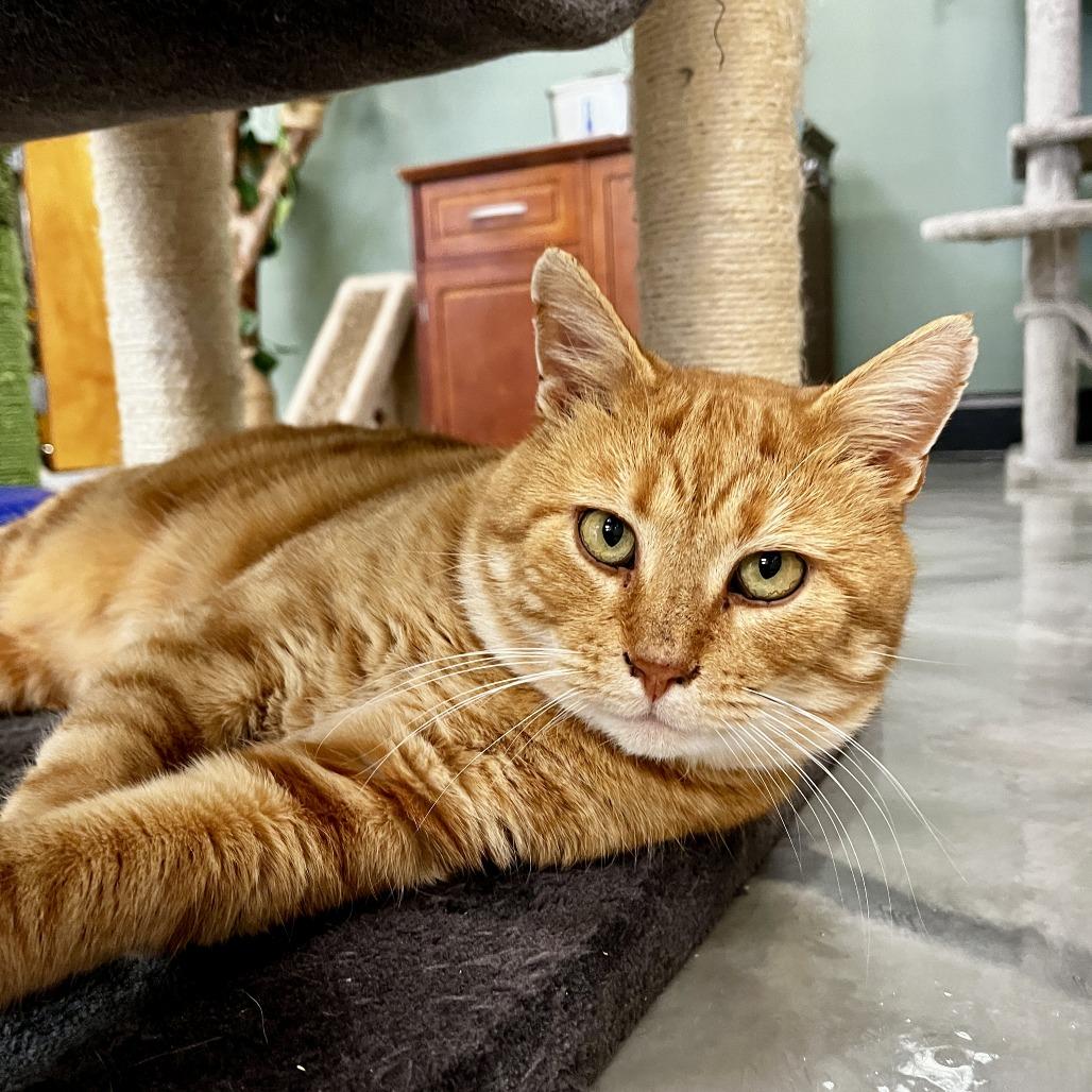 Enlarge Leo, a Adoptable Domestic Short Hair in Kennett Square, PA image 3/4