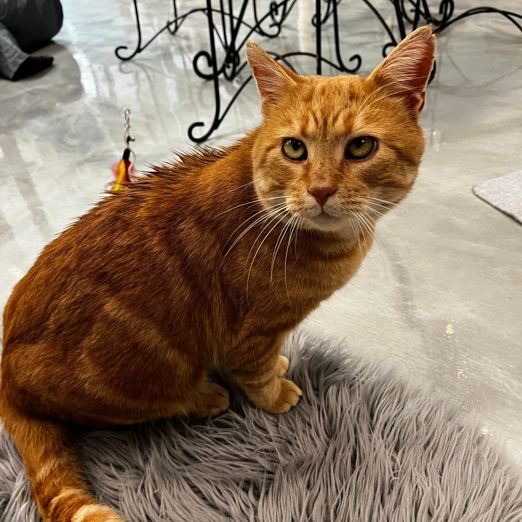 Enlarge Leo, a Adoptable Domestic Short Hair in Kennett Square, PA image 4/4