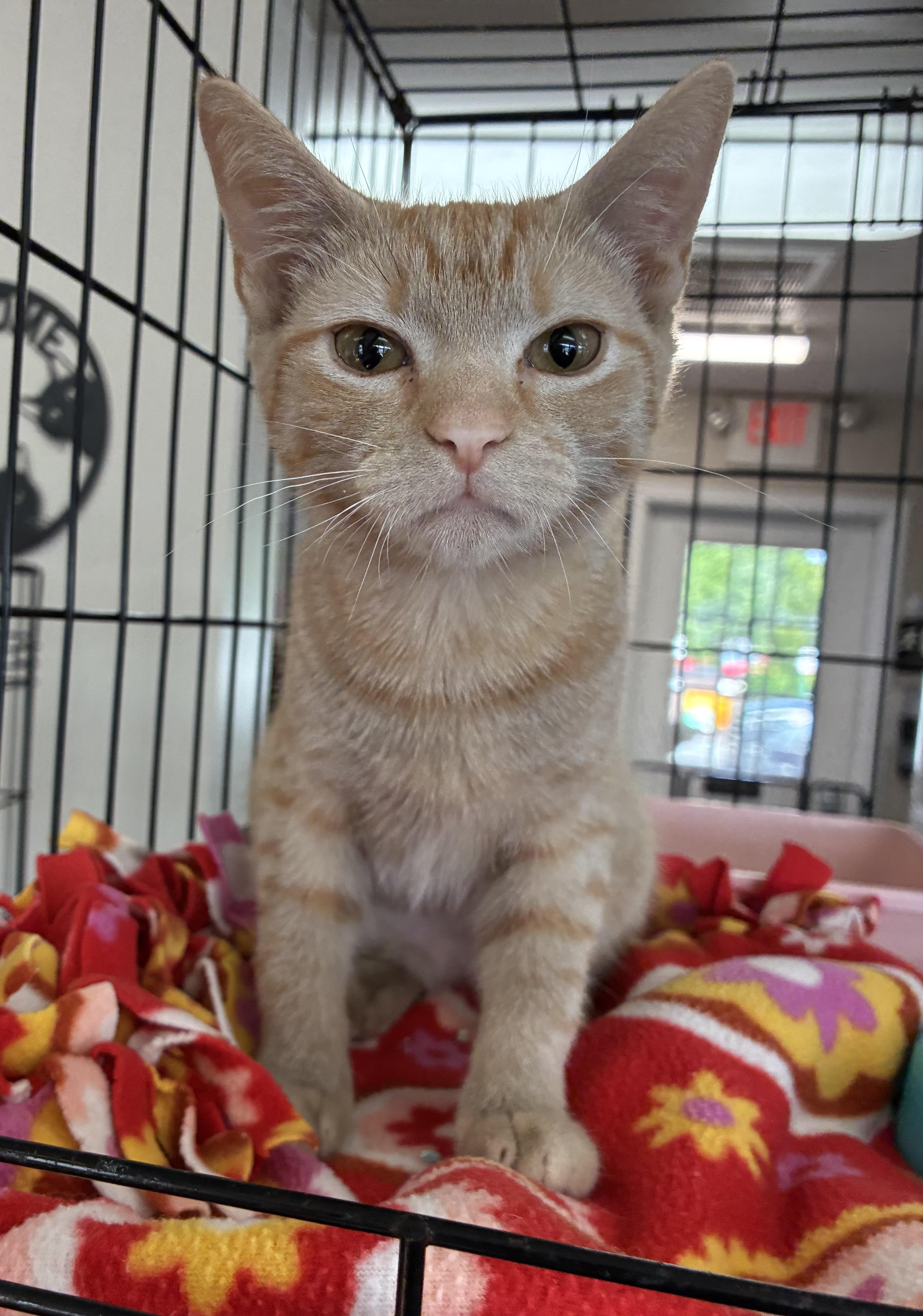 Enlarge McChicken, a ADOPTABLE Domestic Short Hair in Breinigsville, PA image 2/2