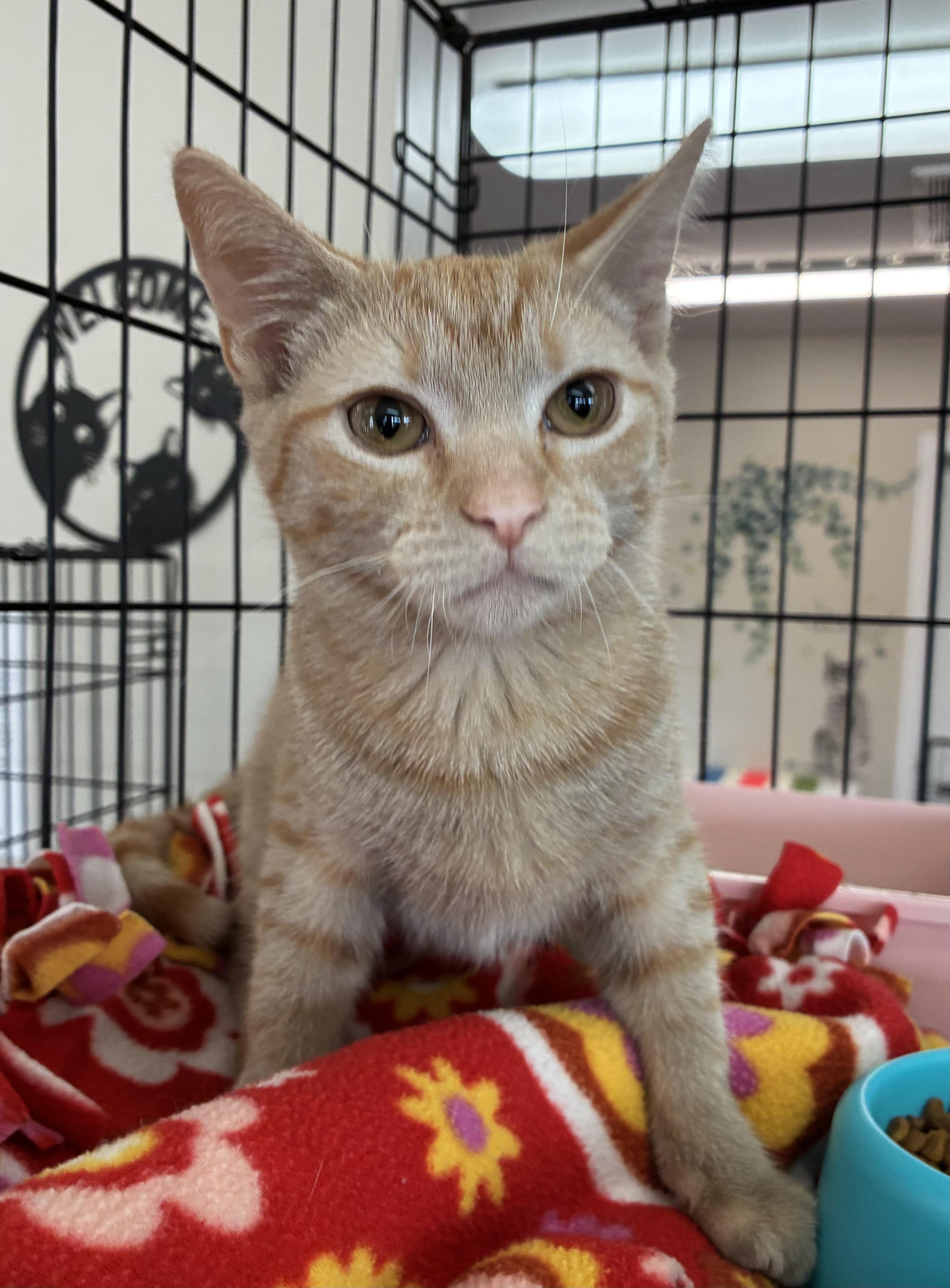Enlarge McChicken, a ADOPTABLE Domestic Short Hair in Breinigsville, PA image 1/2
