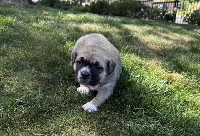 Pickles, Baby Female Shepherd