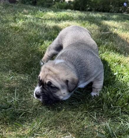 Pickles photo 5