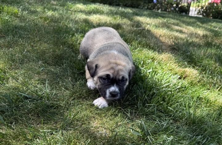 Pickles photo 3