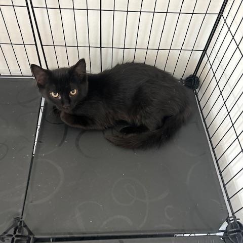 Enlarge Michelle, a Adoptable Domestic Short Hair in Klamath Falls, OR image 2/3