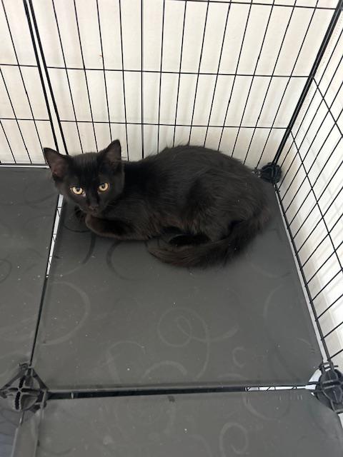 Enlarge Michelle, a Adoptable Domestic Short Hair in Klamath Falls, OR image 3/3