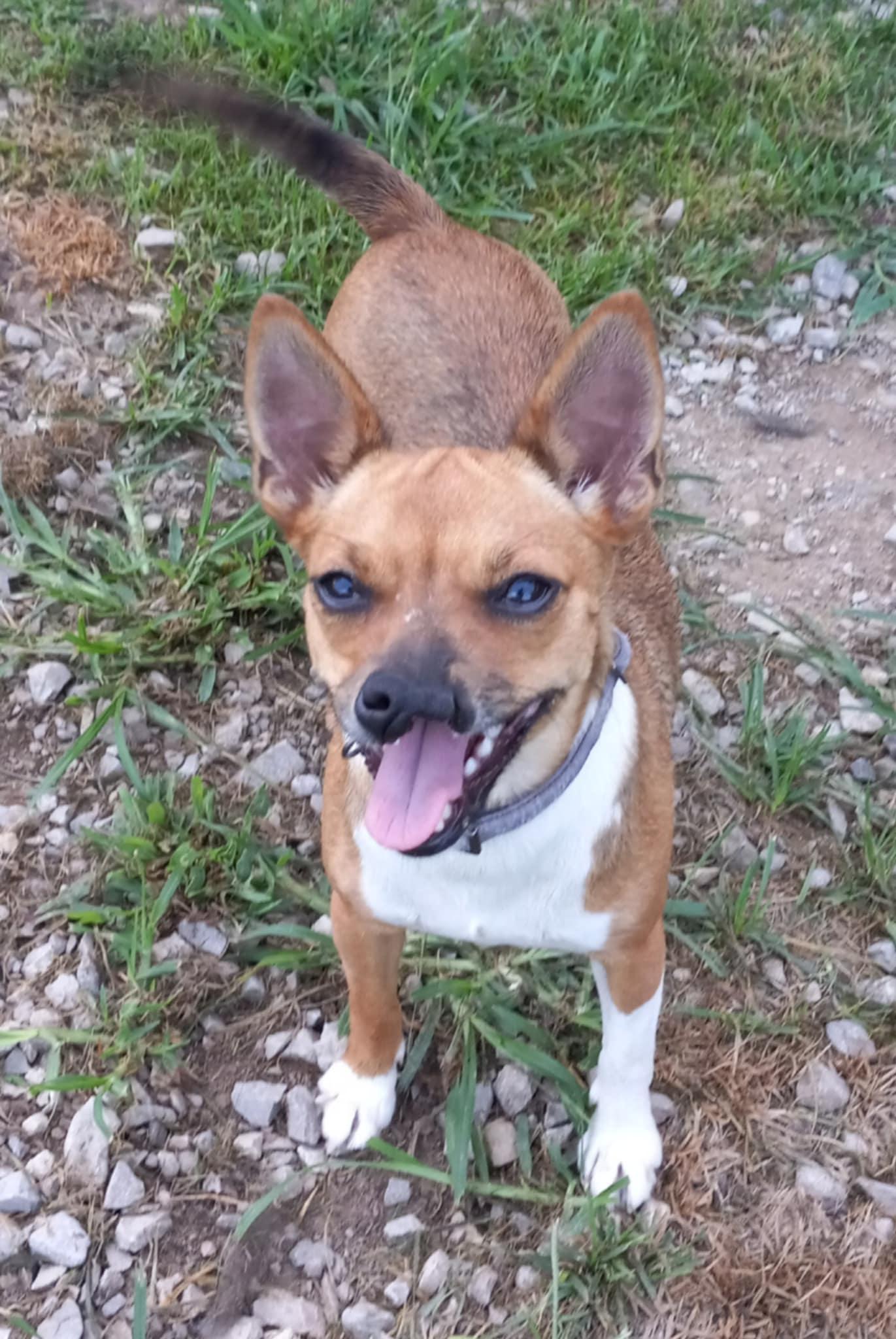 Shybaby in Kentucky, Adoptable, Adult Female Chihuahua.