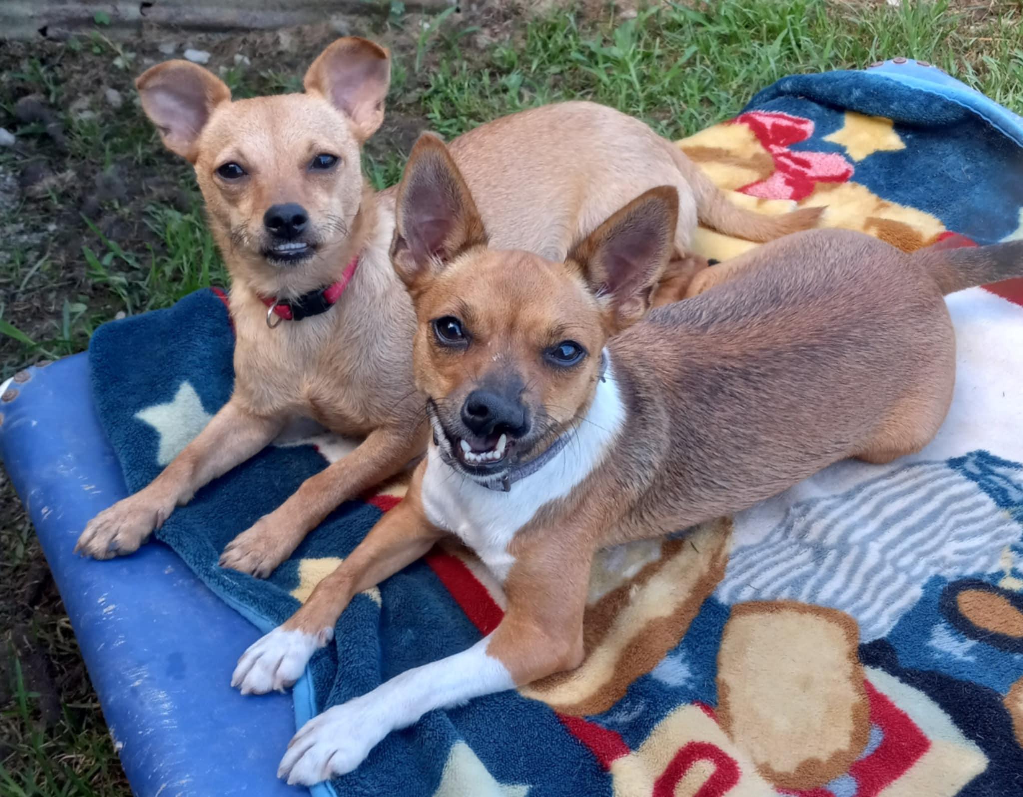 Enlarge Shybaby in Kentucky, a Adoptable mixed breed in Albany, KY image 2/5