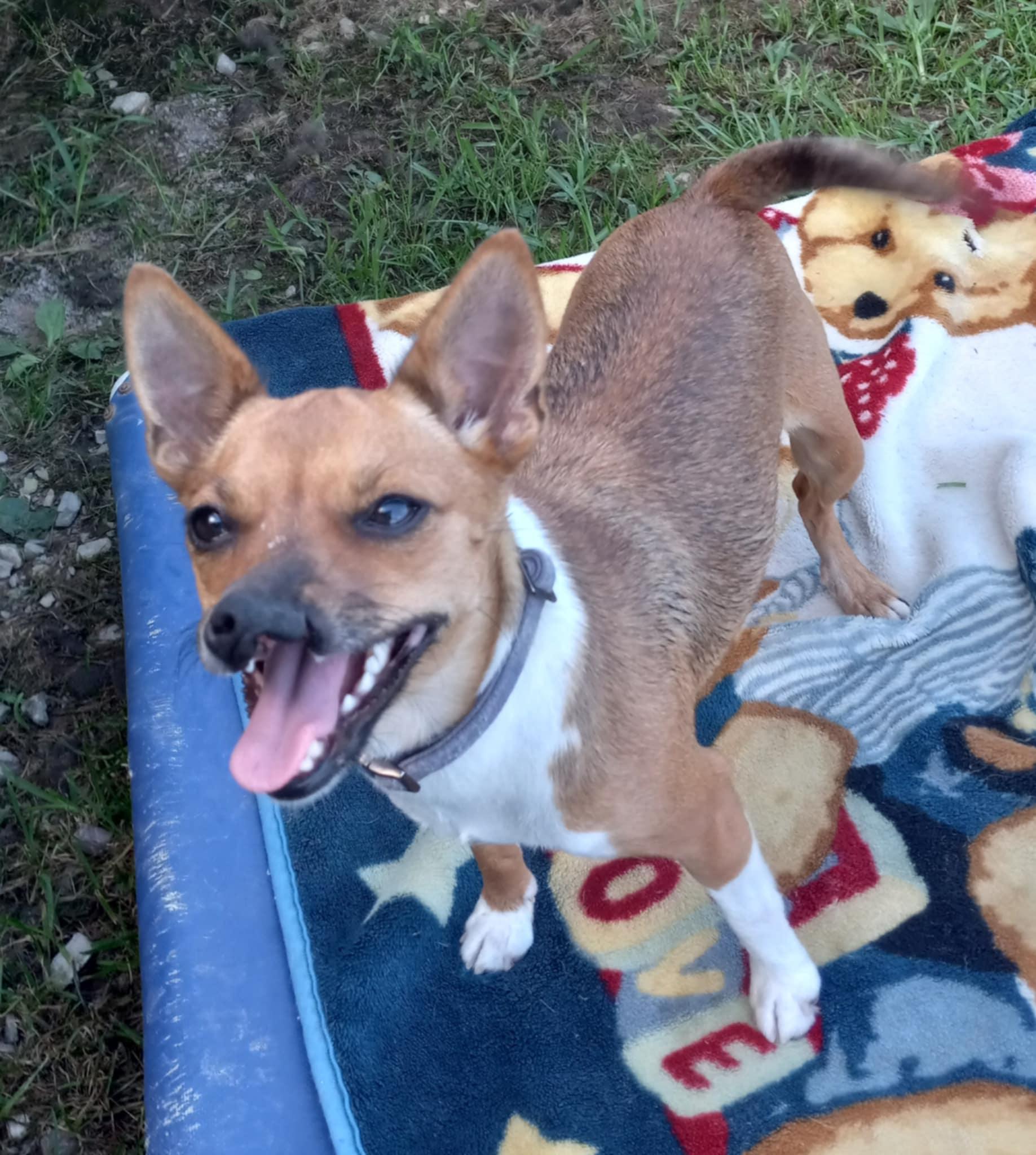 Enlarge Shybaby in Kentucky, a Adoptable mixed breed in Albany, KY image 4/5