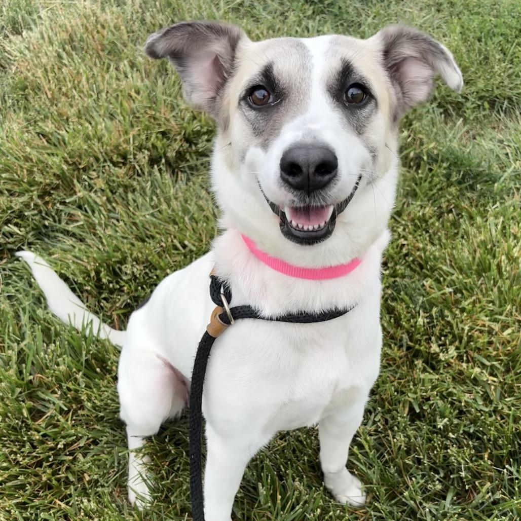 Bella, Adoptable, Adult Female Mixed Breed & Mixed Breed.