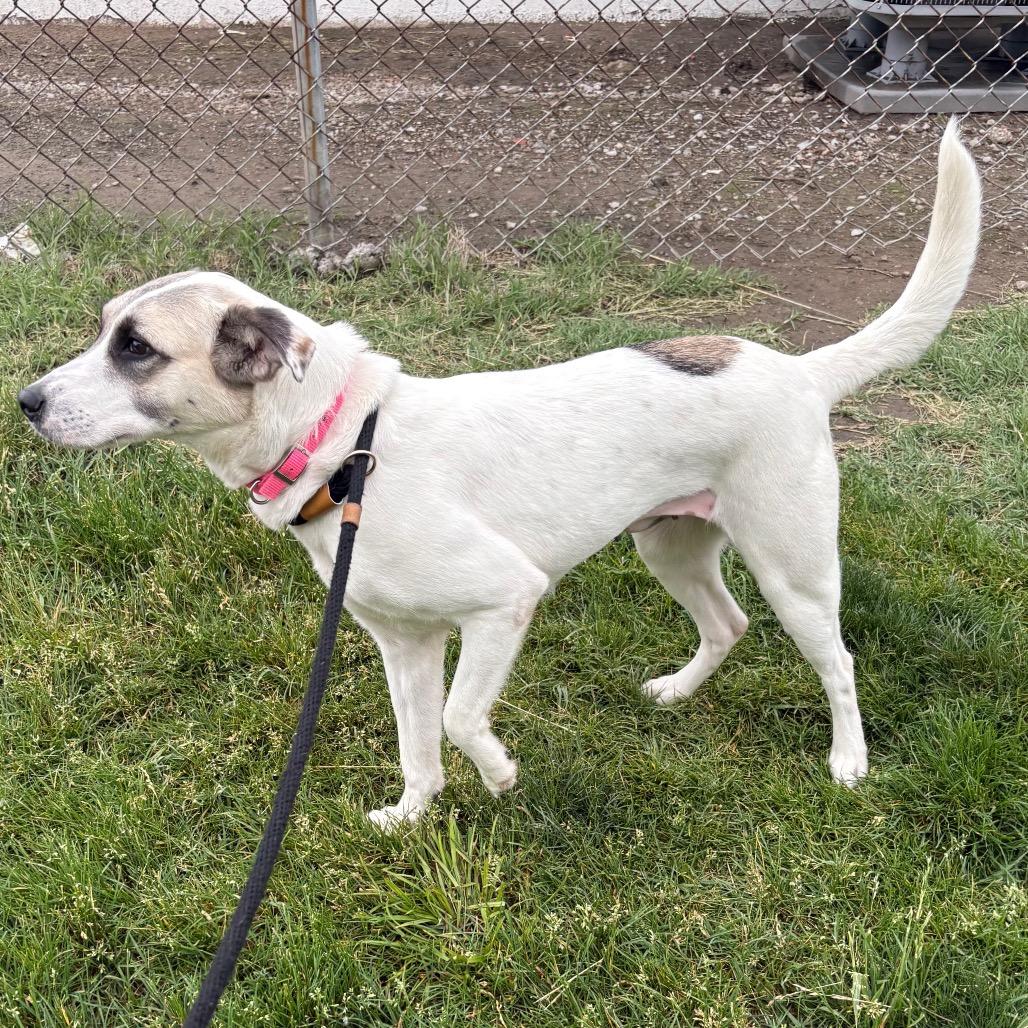 Enlarge Bella, a Adoptable mixed breed in St Joseph, MO image 2/4