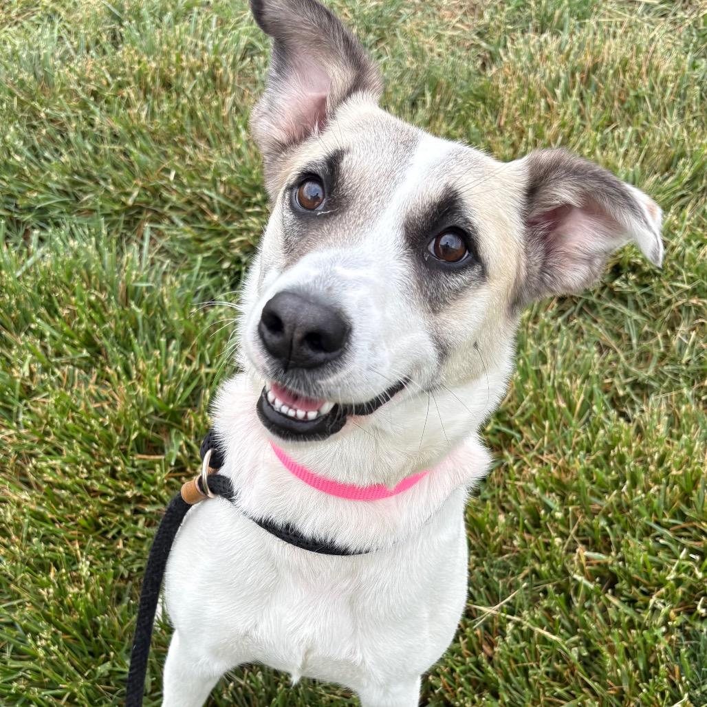 Enlarge Bella, a Adoptable mixed breed in St Joseph, MO image 3/4