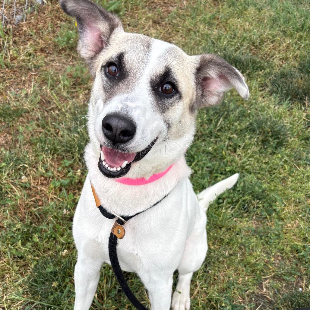 Enlarge Bella, a Adoptable mixed breed in St Joseph, MO image 4/4