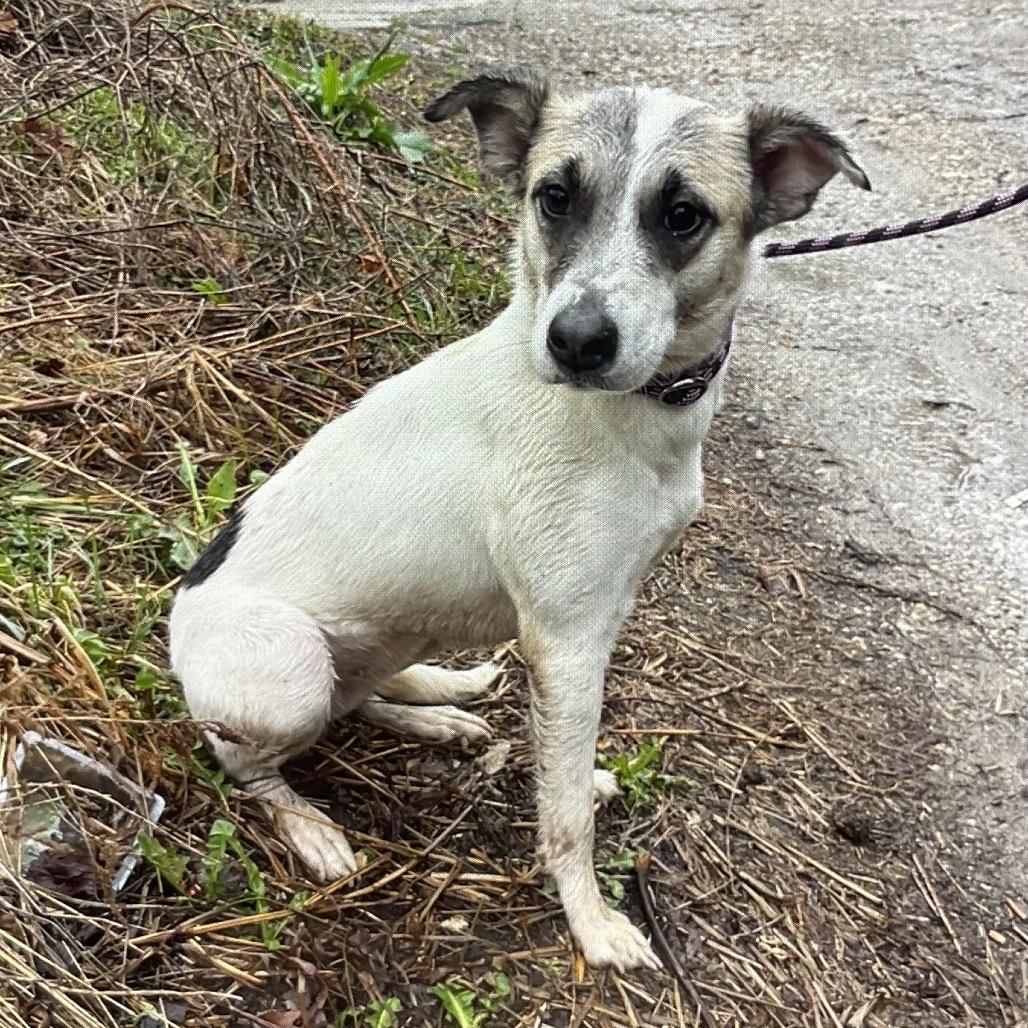 Enlarge Bella (National), a Adoptable mixed breed in St Joseph, MO image 1/1