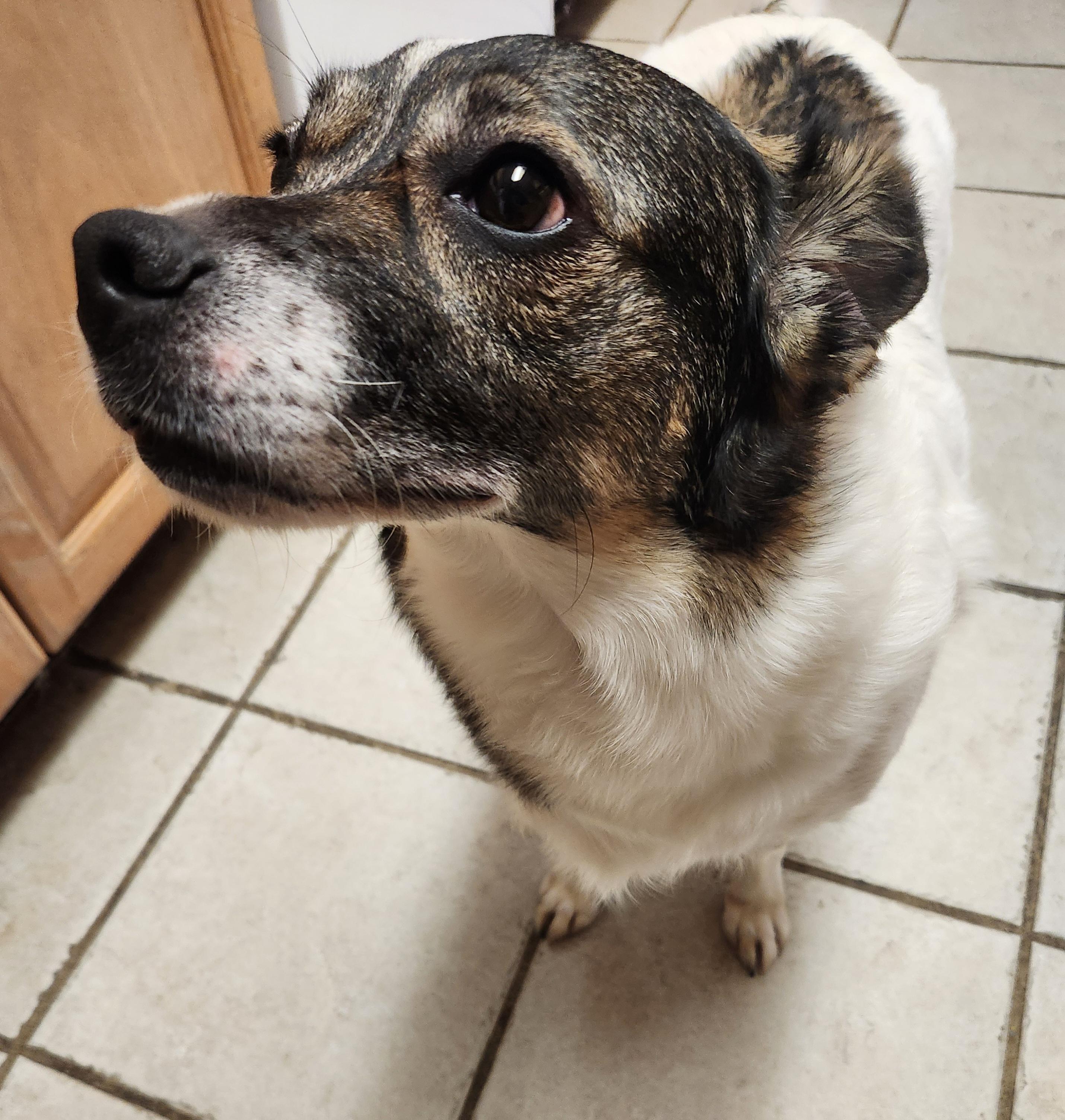 AUTUMN, Adoptable, Senior Female Rat Terrier & Mixed Breed.