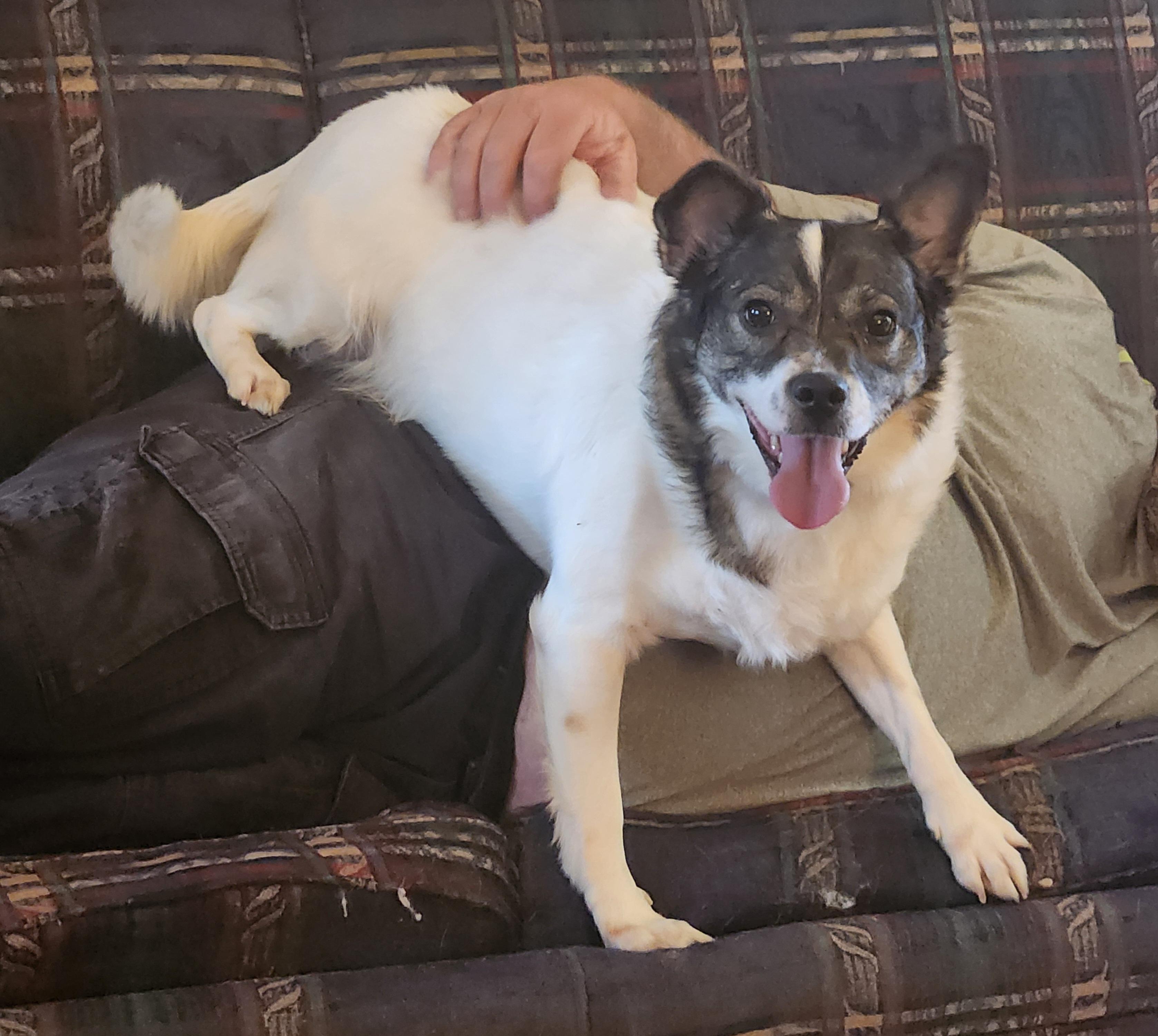 Enlarge AUTUMN, a Adoptable mixed breed in ROWLETT, TX image 4/5