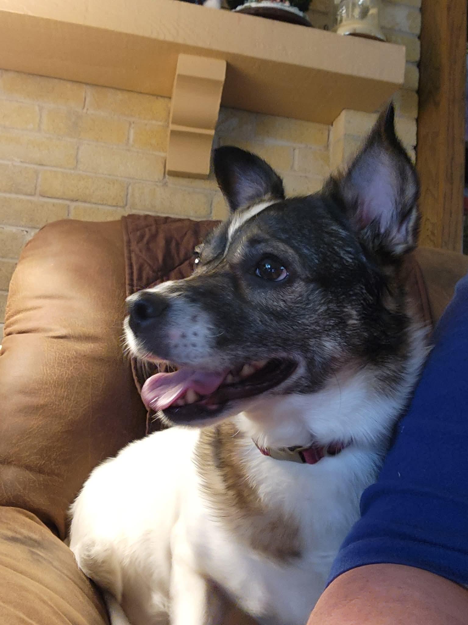 Enlarge AUTUMN, a Adoptable mixed breed in ROWLETT, TX image 2/5