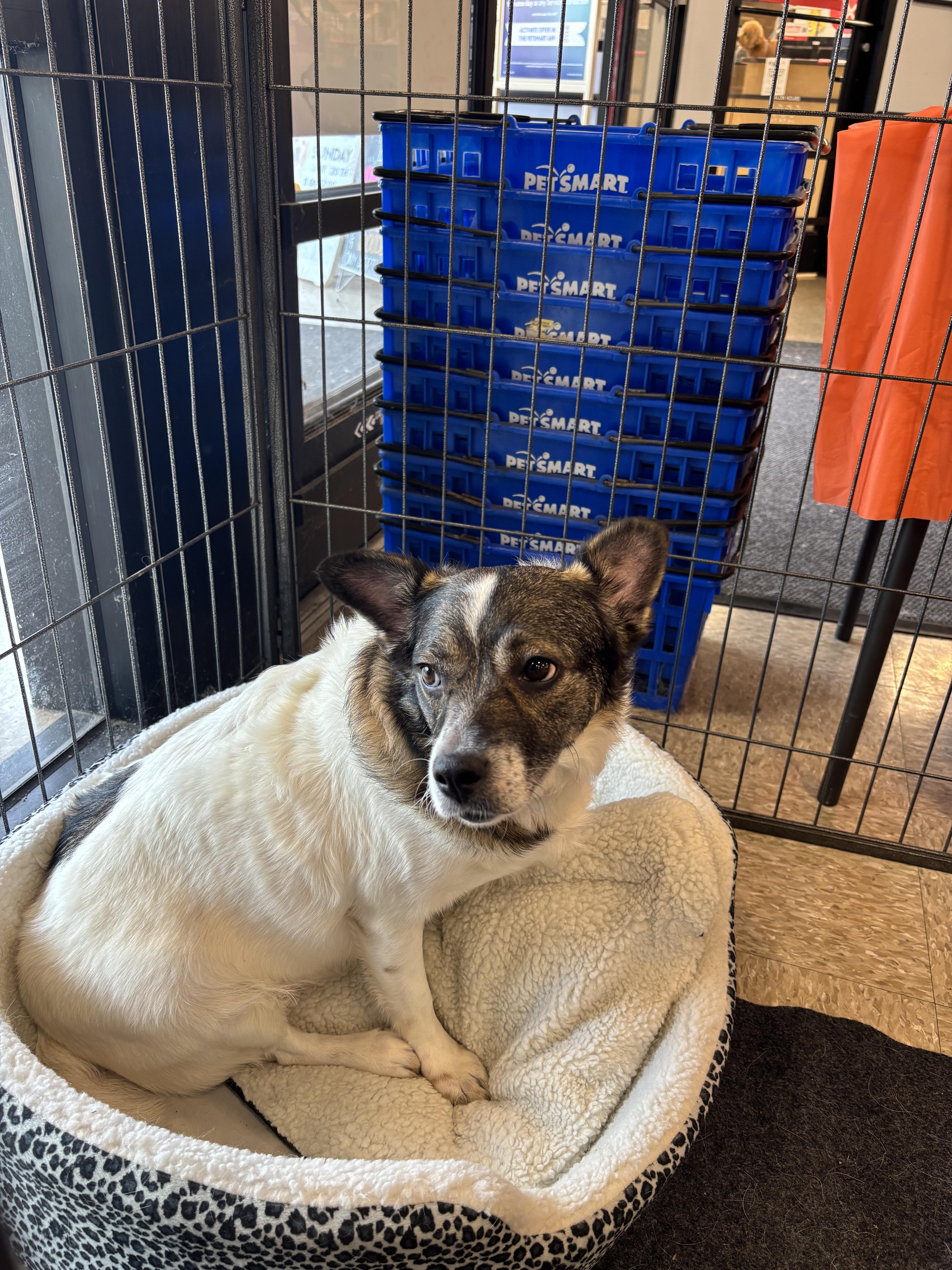 Enlarge AUTUMN, a Adoptable mixed breed in ROWLETT, TX image 5/5