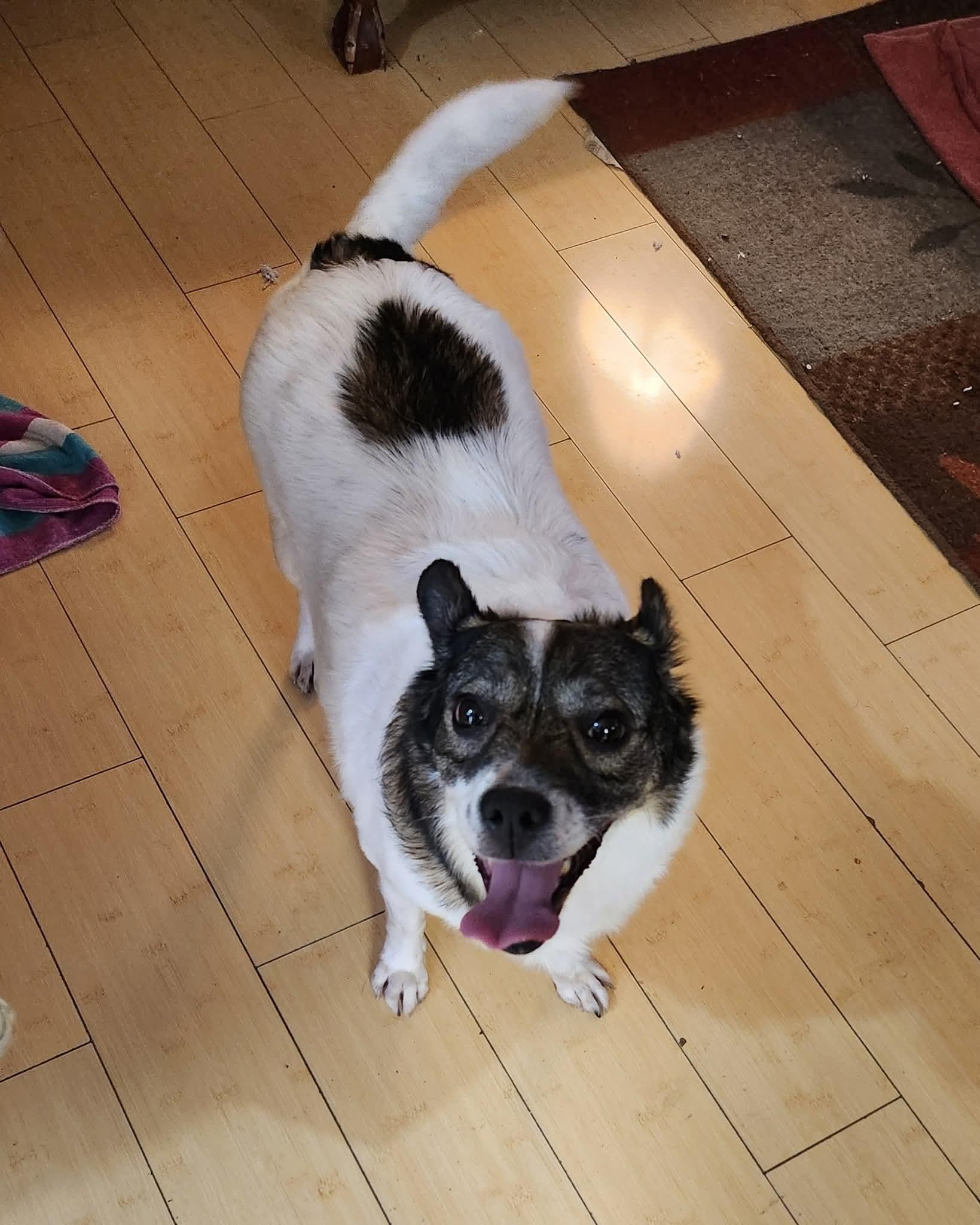 Enlarge AUTUMN, a Adoptable mixed breed in ROWLETT, TX image 3/5