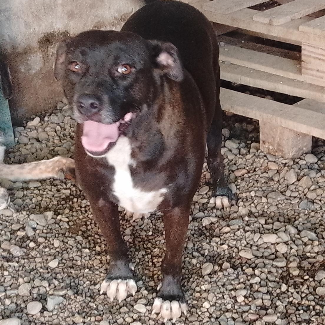 Enlarge Chilindrina, a Adoptable Mixed Breed in Las Jarretaderas, NAY image 1/6