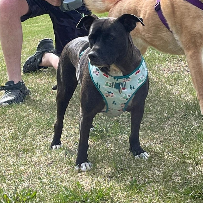 Chilindrina, a Adoptable Mixed Breed in Edson, AB image 1/6