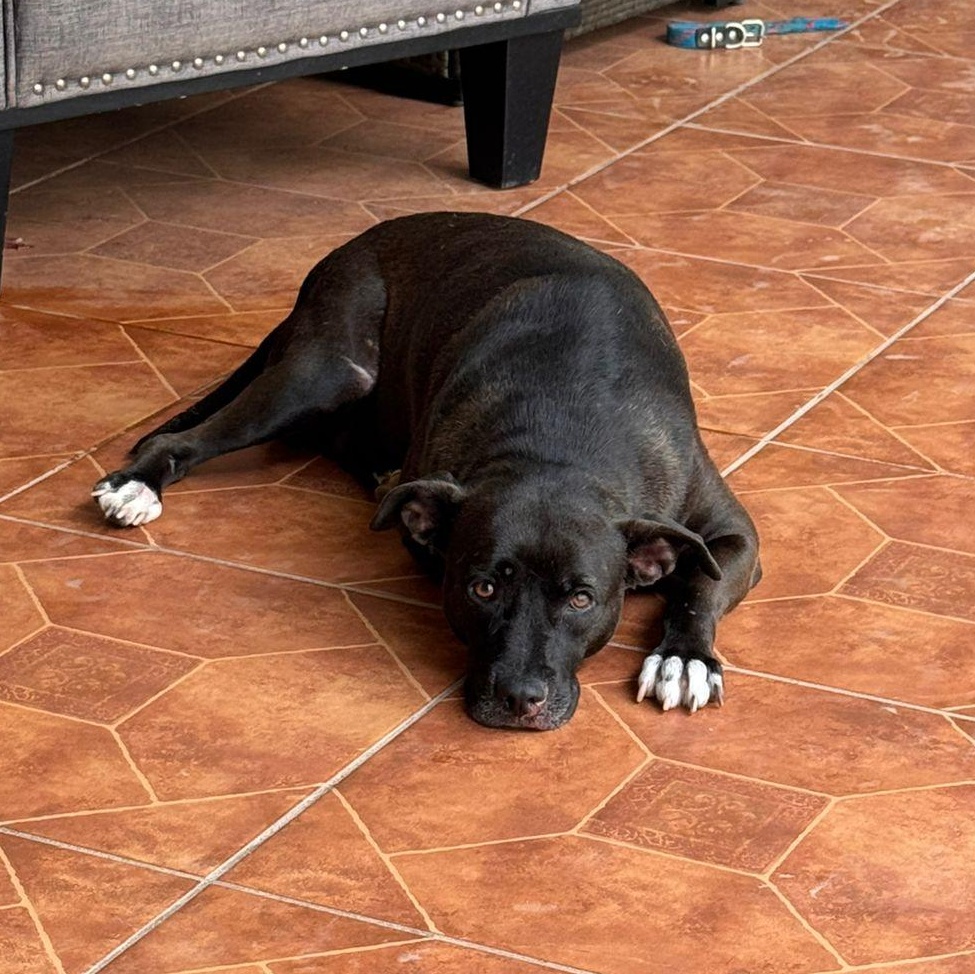 Enlarge Chilindrina, a Adoptable Mixed Breed in Edson, AB image 1/6