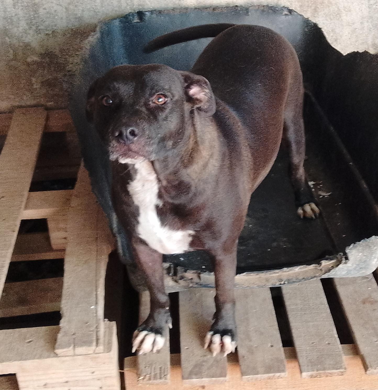 Enlarge Chilindrina, a Adoptable Mixed Breed in Las Jarretaderas, NAY image 2/6