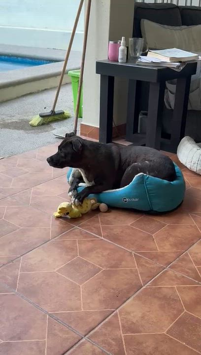 Enlarge Chilindrina, a Adoptable Mixed Breed in Edson, AB video 6/6