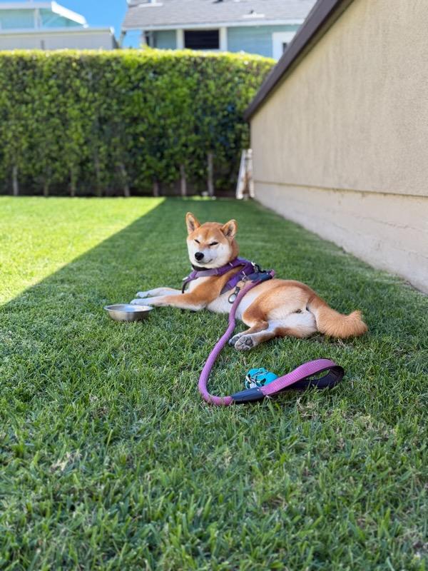 Saki, an adopted Shiba Inu in Encino, CA image 3/4