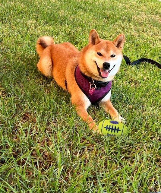 Saki, an adopted Shiba Inu in Encino, CA image 1/4