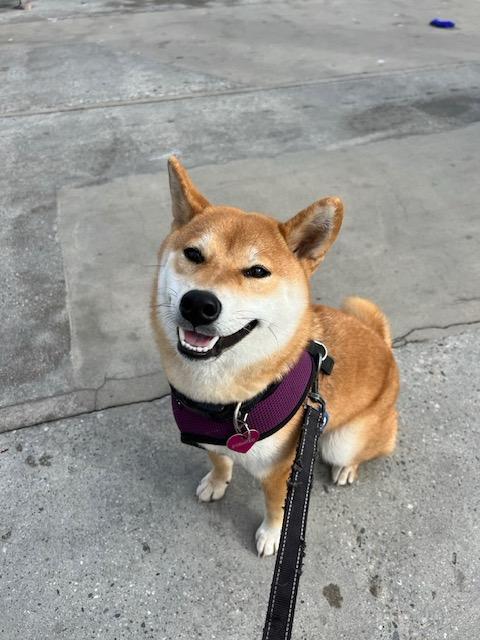 Saki, an adopted Shiba Inu in Encino, CA image 2/4