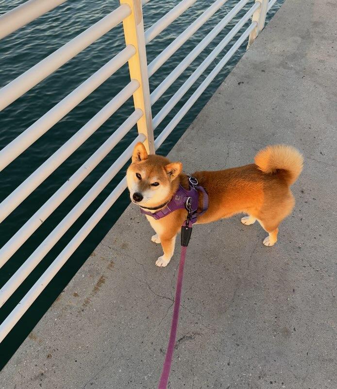Saki, an adopted Shiba Inu in Encino, CA image 4/4