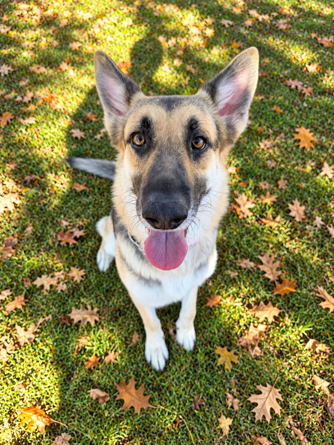 Enlarge LANI, a Adoptable mixed breed in Jefferson City, MO image 5/6