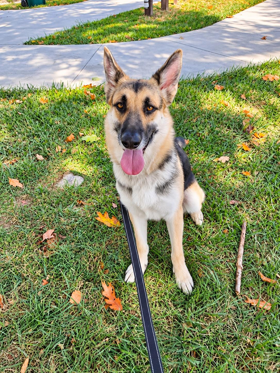 Enlarge LANI, a Adoptable mixed breed in Jefferson City, MO image 4/6