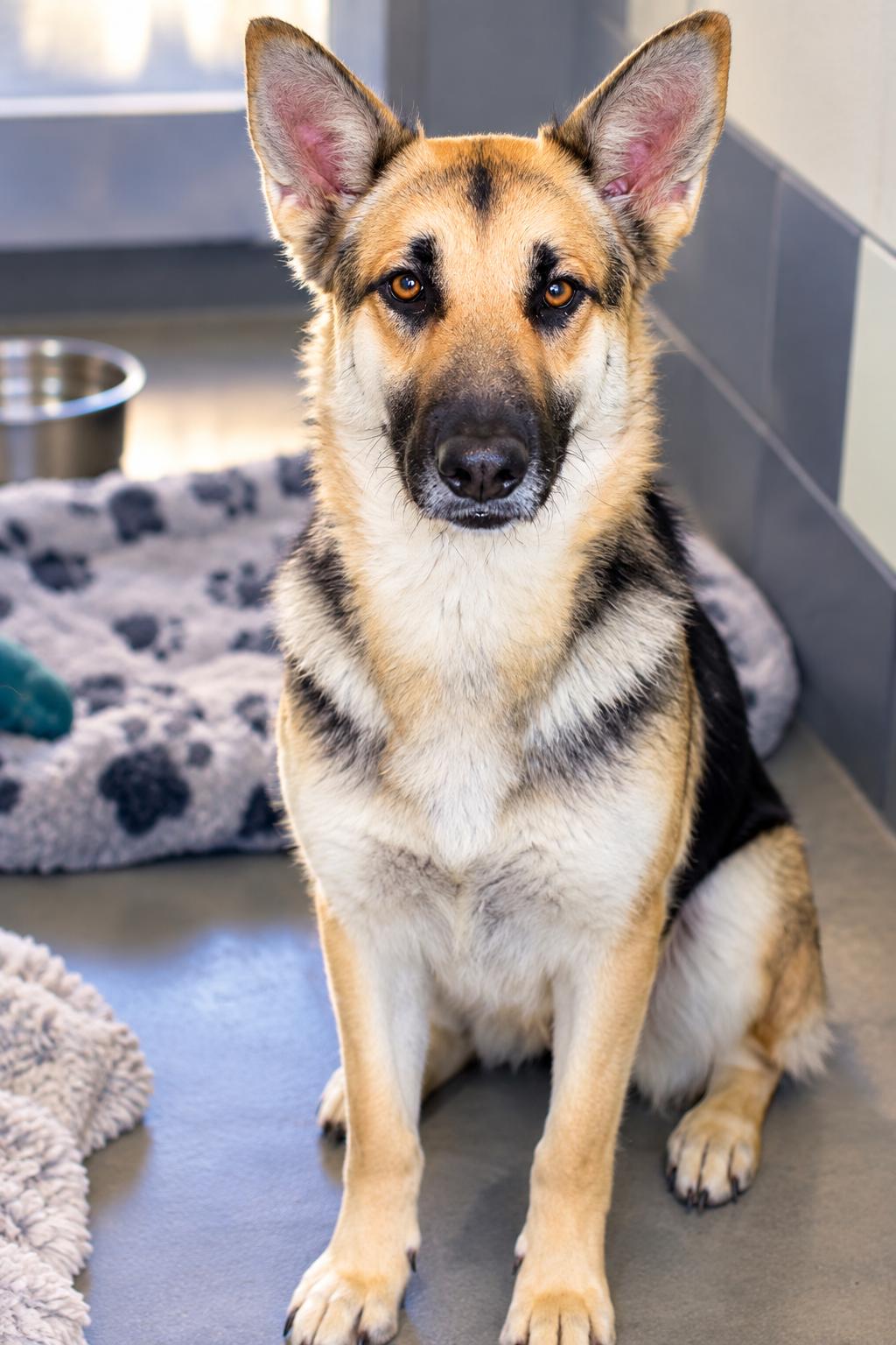 Enlarge LANI, a Adoptable mixed breed in Jefferson City, MO image 3/6
