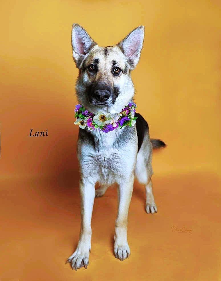 Enlarge LANI, a Adoptable mixed breed in Jefferson City, MO image 2/6