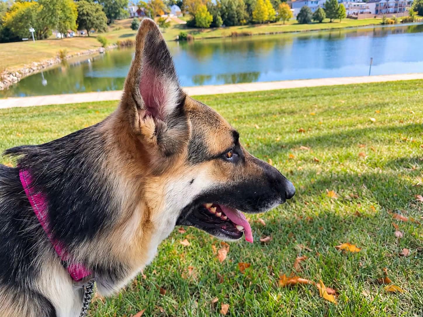 Enlarge LANI, a Adoptable mixed breed in Jefferson City, MO image 6/6
