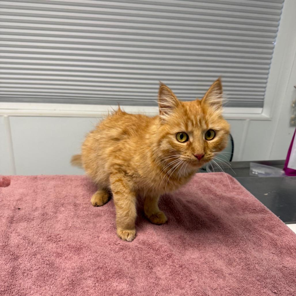 Enlarge Nutmeg, a Adoptable Domestic Medium Hair in Mount Shasta, CA image 1/6